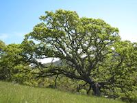 Portola Valley 1429.JPG