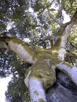 img_001_0045_134 Mighty Oak, Portola Vlly.jpg