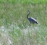 20 Blue Heron Frog Pond.jpg