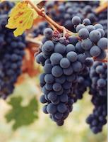 img_001_0266_86 Cab grapes.jpg