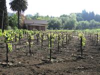 Vineyard Georgia lane.JPG