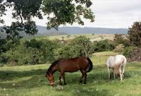 Grazing horses.jpg