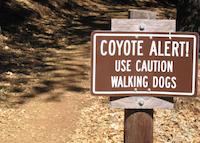img_001_0246_66.5  Can coyotes read.JPG