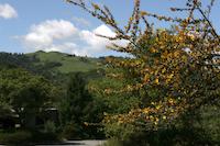 img_001_0136_224  Residence landscaping.jpg