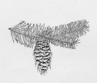 Douglas Fir.jpg