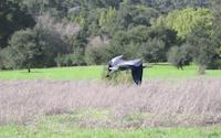Blue Heron flying off.JPG