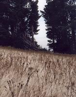 Windy Hill grasses.jpg