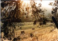 Golden Hayfield.tif