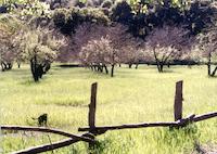 orchard w fence and cat.tif