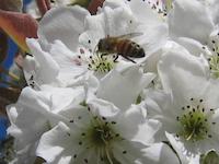 Bee in apple blossom PVR orchard.JPG