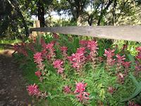 img_001_0125_213   Indian paintbrush.jpg