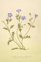 Nemophila menziesii  Baby Blue Eyes.tif