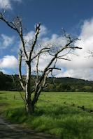 Meadow Portola Rd, tree.jpg