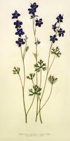 12 Delphinium varigatum Royal Larkspur.tif