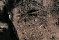 img_001_0032_121 Lizard - fauna on petra.JPG