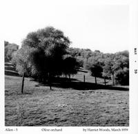 0.74.- Olive orchard cr cap.jpg