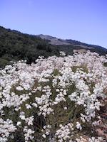 img_001_0197_31 Buckwheat, Windy HillJPG.jpg