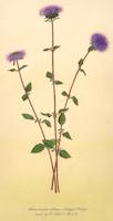 Monardella villosa.tif
